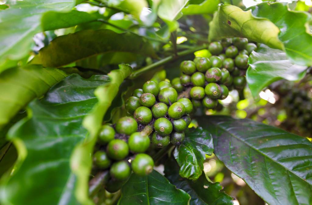 The Excellence of Indonesia Fine Robusta Coffee from Mandailing