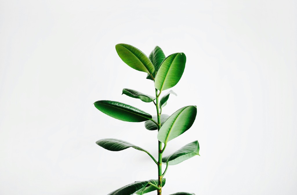 Guarana: The Energizing Coffee Alternative